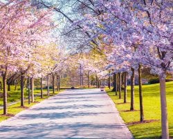 Brightly blooming lilac trees line a stone walkway on a sunny day.