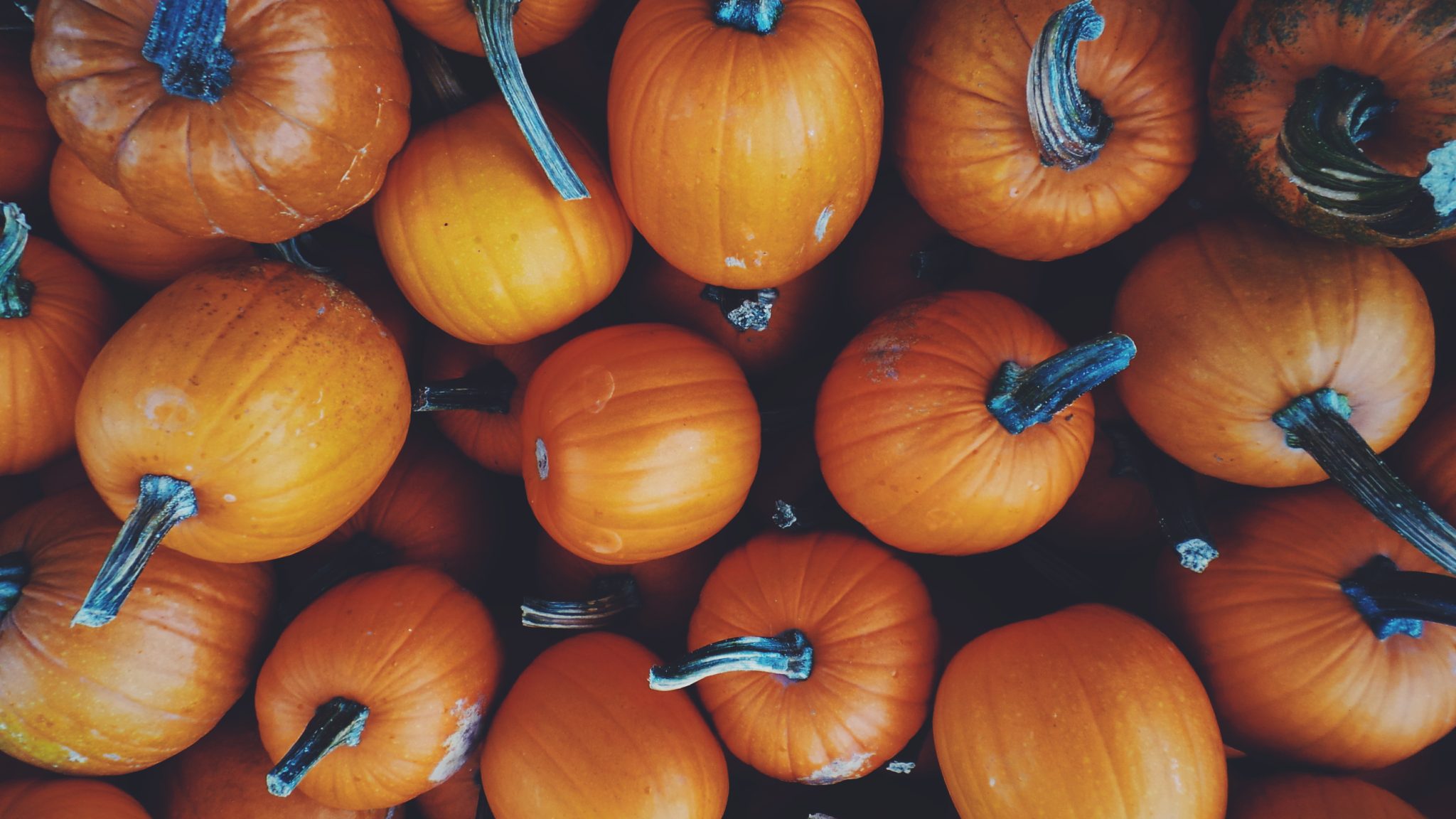 Reap the Harvest: Fall Festivals Across America