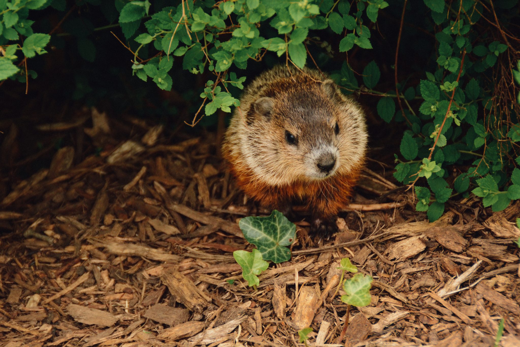 Groundhog Day: 5 Ways to Prepare for What Punxsutawney Phil Has in Store!