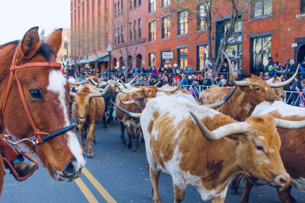 National Western Stock Show and Rodeo is one of Denver's best winter activities