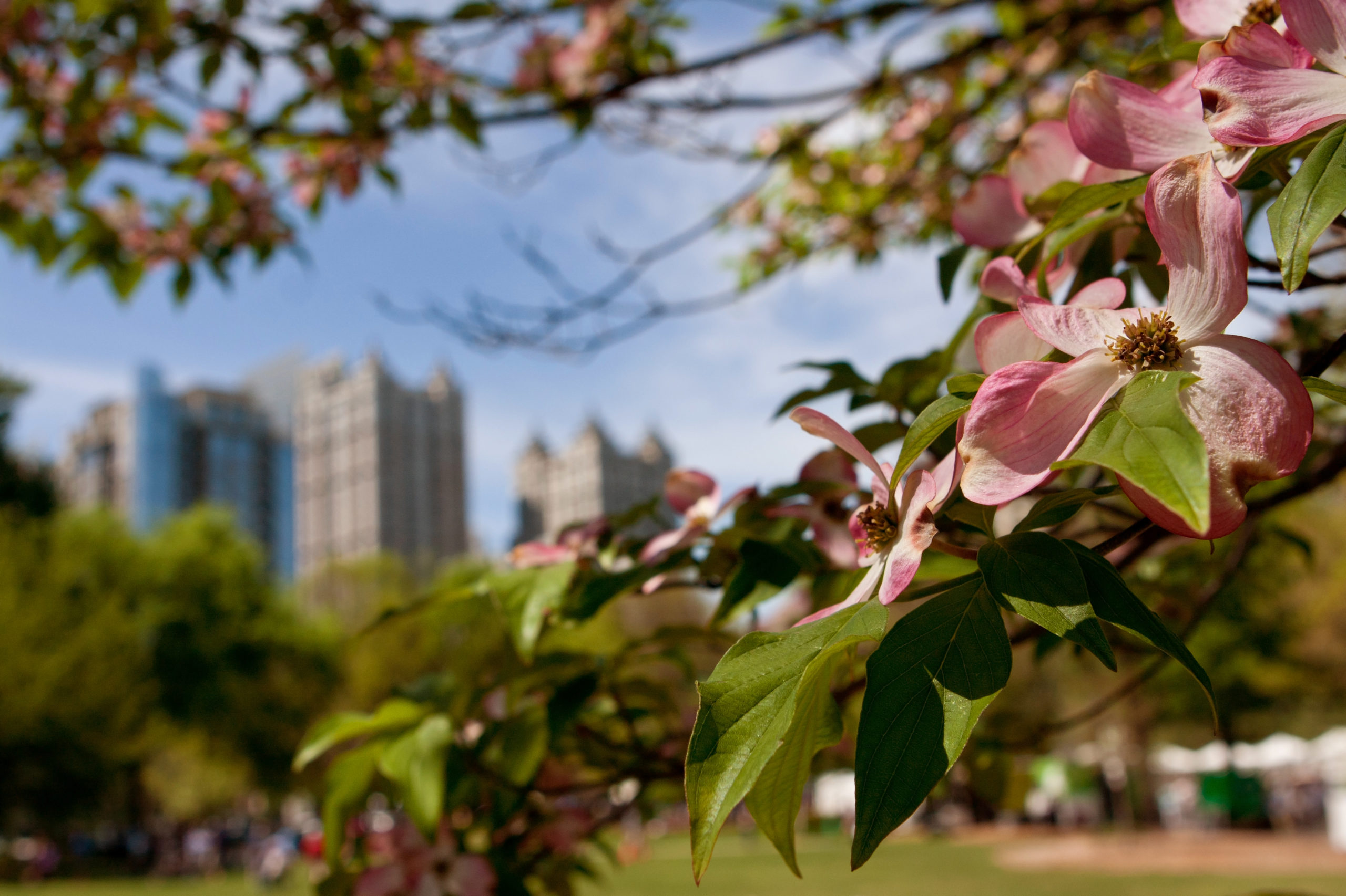 Things To Do in Atlanta in April 2020