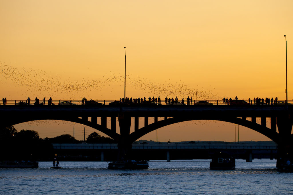 Murciélagos volando desde un puente en Austin, Texas al atardecer