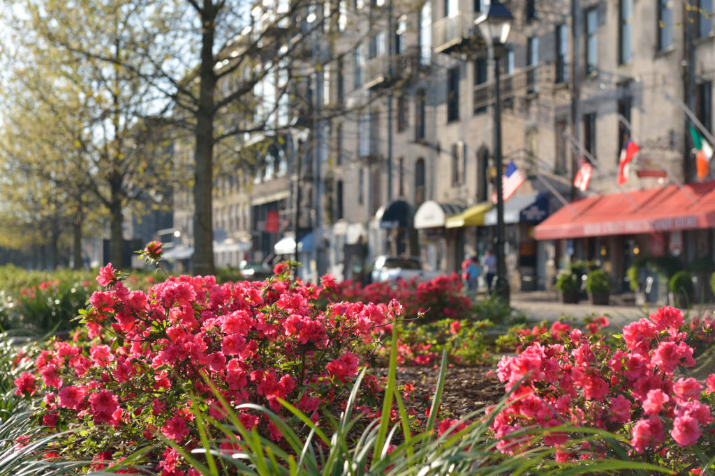 River St in Savannah, GA is covered in blooms during the spring.
