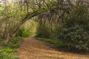 Exploring the Bog Gardens is one free thing to do in Greensboro, NC.