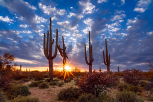 Phoenix is located in the northeastern corner of the Sonoran Desert.
