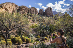 Exploring the Desert Botanical Gardens is a great way to see Phoenix at its most beautiful.