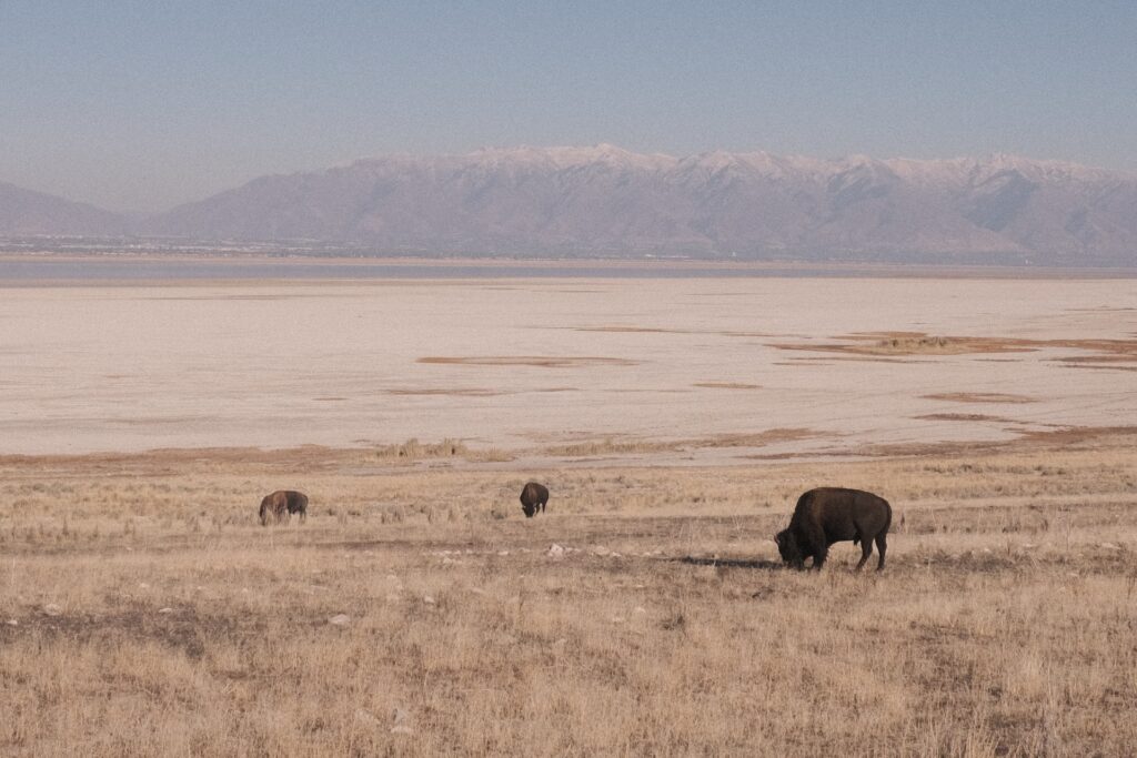 See the bison of Antelope Island this fall in Salt Lake City.